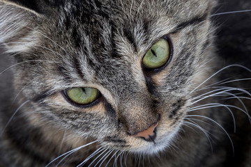 Close up head shot of a cat