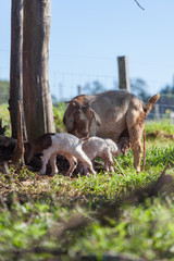 Baby goats at farm
