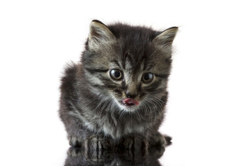 Young kitten on a reflective table with white background