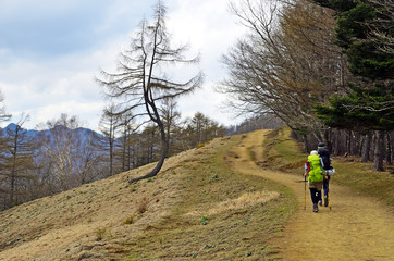 Fototapeta premium 雲取山のダンシングツリー
