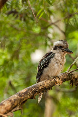 Kookaburra on a branch, Queensland, Australia