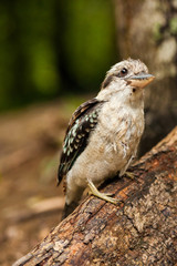 Kookaburra on a branch, Queensland, Australia