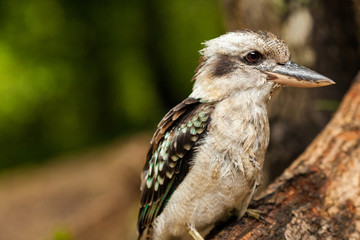 Kookaburra on a branch, Queensland, Australia