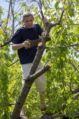 Man cuts off the dry branches of a tree in the garden