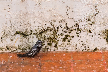 The bird fell from the nest down to the mortar surface on a heavy rainy day