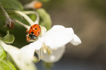 Ladybird on a flower with a blue sky behind