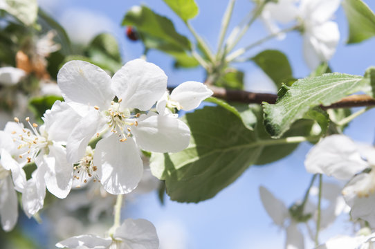 Apple blossom flowers in spring