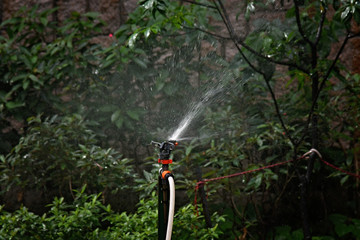 Naklejka premium The watering machine sprinkles greens