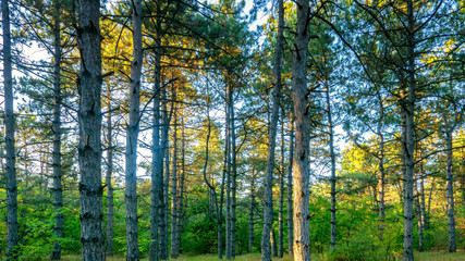 Pine forest in a bright sunny day