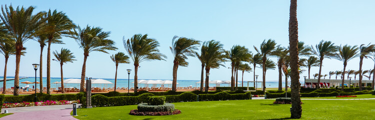 Fototapeta na wymiar Palm trees on the beach in a bright sunny day