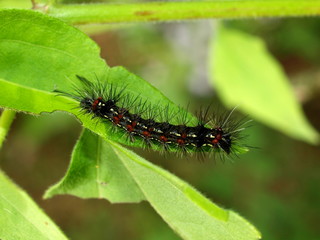 Butterfly caterpillar