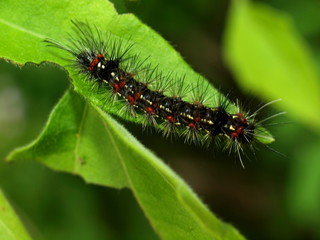 Butterfly caterpillar