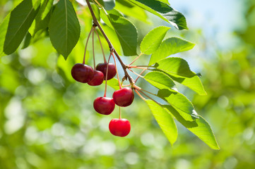 Red and sweet cherry on a branch just before harvest. Beautiful cherry on a light green natural summer background.