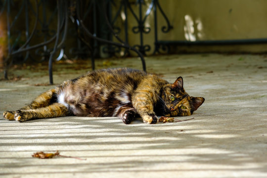 Chatte &agrave; la robe &eacute;caille de tortue, enceinte, couch&eacute;e dans la rue.