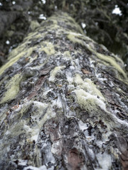 Pacific Northwest Tree Moss in Winter Season