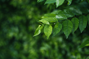  The roadside tree is used as a background.