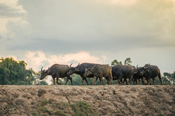 Buffalo walk home. Buffalo in Thailand.