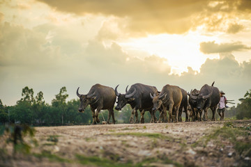 Buffalo walk home. Buffalo in Thailand.