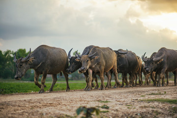 Obraz premium Buffalo walk home. Buffalo in Thailand.
