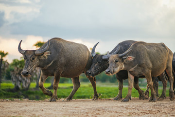 Fototapeta premium Buffalo walk home. Buffalo in Thailand.