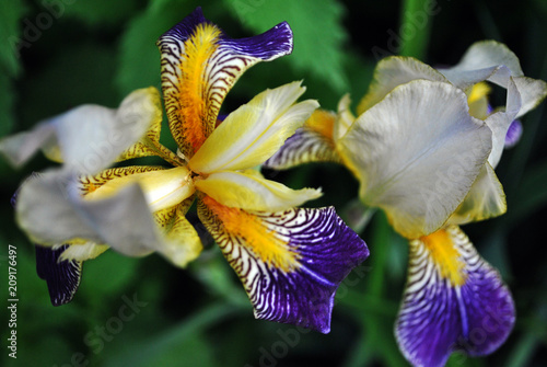 Breck S Jurrassic Park Reblooming Iris Purple And Yellow Flowers Live Bareroot Plant