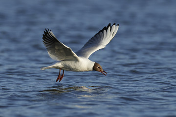 Black-headed gull (Chroicocephalus ridibundus)