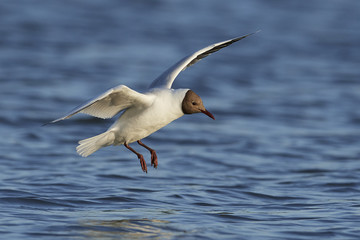 Black-headed gull (Chroicocephalus ridibundus)