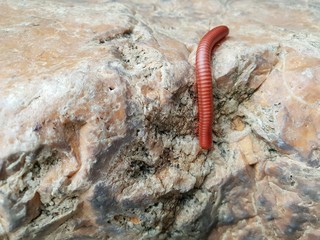Soft Focus of millipede or millepede on stone (Graphidostreptus, Cylindroiulus, Julidae, Phylum Arthropoda, Class Diplopoda),  Space for text in template.