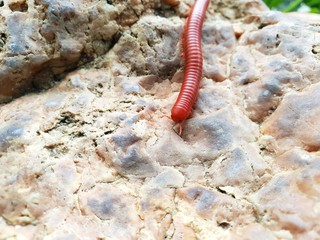 Soft Focus of millipede or millepede on stone (Graphidostreptus, Cylindroiulus, Julidae, Phylum Arthropoda, Class Diplopoda),  Space for text in template.