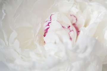 Macrophoto peony flover