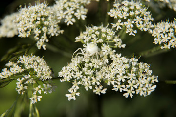Araignée blanche