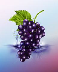 Purple table grapes drop on juice splash and ripple, Realistic Fruit and yogurt, transparent, vector illustration