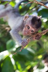 Curious little monkey