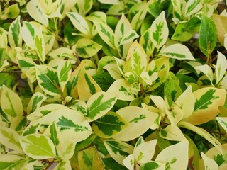 Soft Focus bougainvillea leaves as a background. nature wallpaper concept.(Paper Flower, Kertas), Abstract branch and leave. white and green leaf for background. copy space.