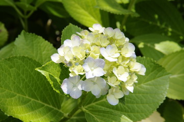 紫陽花の花
