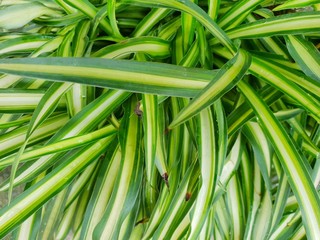 Top view of leaves Spider plant as a background. Natural green wallpaper, Ecological Concept. Abstract leaves texture. (holorophytum comosum L., Anthericaceae, Cholorophytum comosum L.)