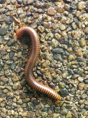 Soft Focus of millipede or millepede on stone (Graphidostreptus, Cylindroiulus, Julidae, Phylum Arthropoda, Class Diplopoda),  Space for text in template.