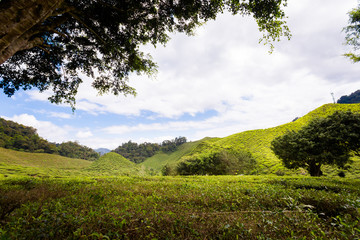 Fototapeta na wymiar Cameron Highlands Bharat tea plantation