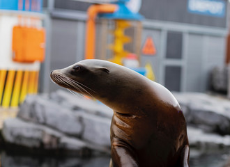 seal