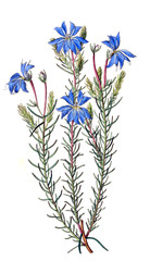 Illustration of plant