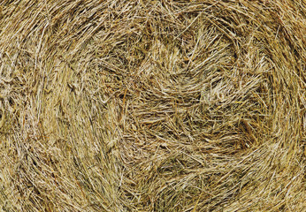  Yellow hay rolls texture.
