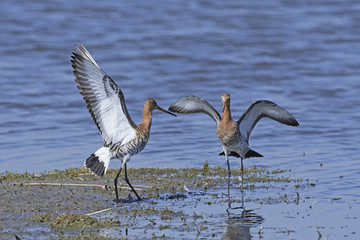 Black-tailed godwit (Limosa limosa)