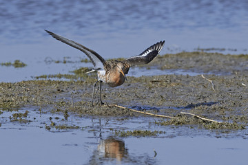 Black-tailed godwit (Limosa limosa)