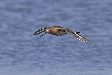 Black-tailed godwit (Limosa limosa)