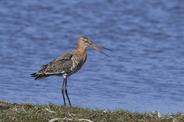 Black-tailed godwit (Limosa limosa)