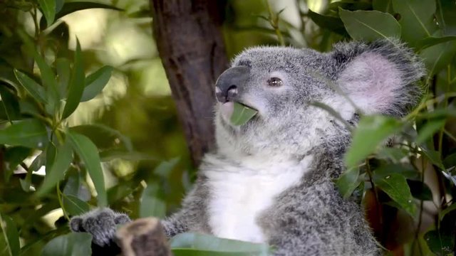 Cinemagraph of a cute Australian Koala in a tree eating.