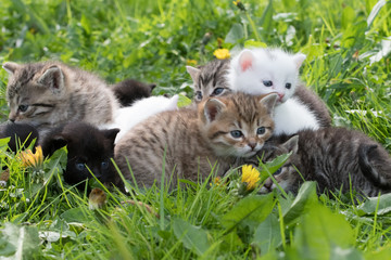 group of little kittens in green grass