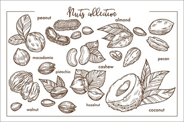 Delicious nuts from all over world monochrome collection