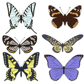 vector set of butterflies
