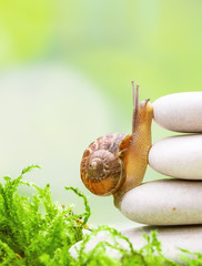 Snail climbing on a pile of pebbles in equilibrium.